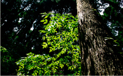 beatiful forest
