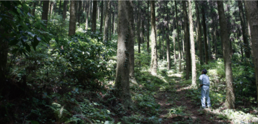 間伐された森林