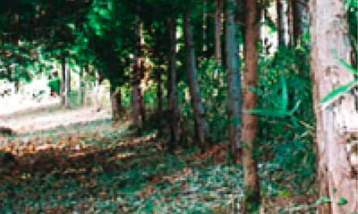 山林の様子