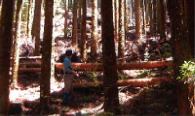 山林の様子
