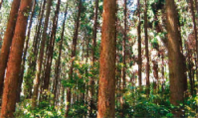 山林の様子