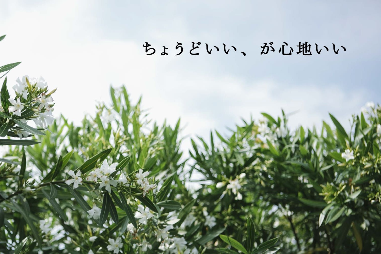 ナガノインテリア 朝倉総本店